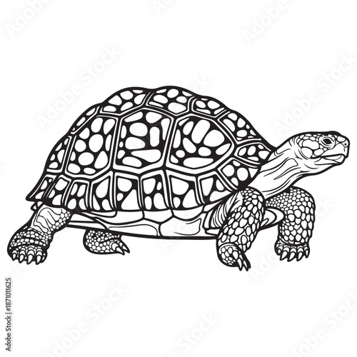 Detailed Black and White Line Art Illustration of a Tortoise