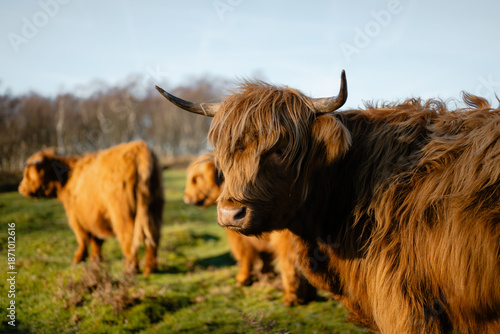 Highland cow looking at camera in rural pasture
