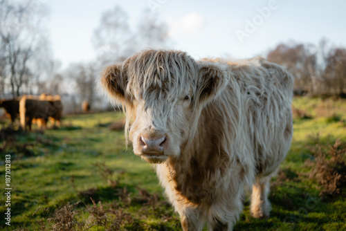 Highland cow looking at camera in rural pasture