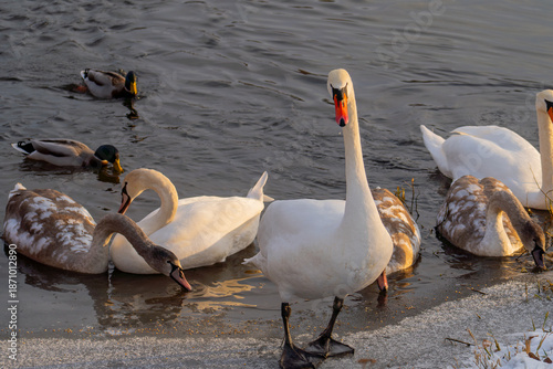 An adult white mute swan and grey cygnets with a flock of ducks on the edge of a pond. The composition emphasizes care for offspring and family bonds in wildlife. Captured in a city park,
