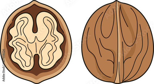 Walnut cross-section and shell exterior view for botanical, nutritional, and educational use, flat vector illustration