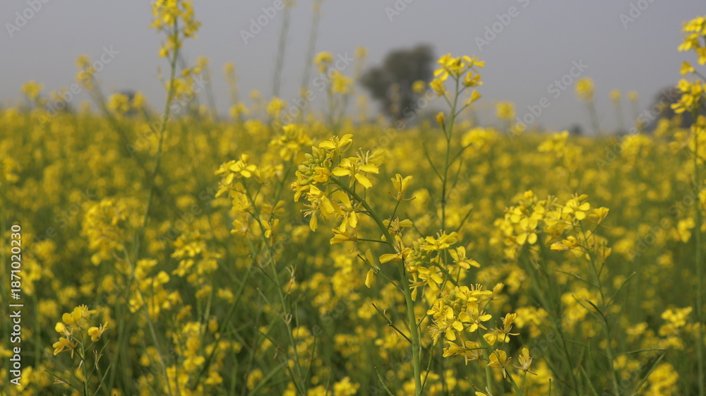 Obraz premium Yellow mustard flowers in full bloom, India agriculture