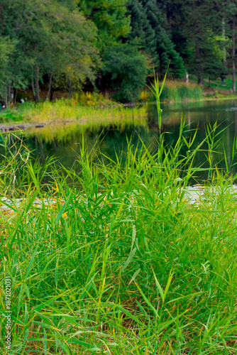 beautiful scene of the forest in the park in autumn	