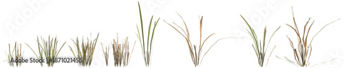Fotografi Multiple dry grass plants 3d illustration on transparent background