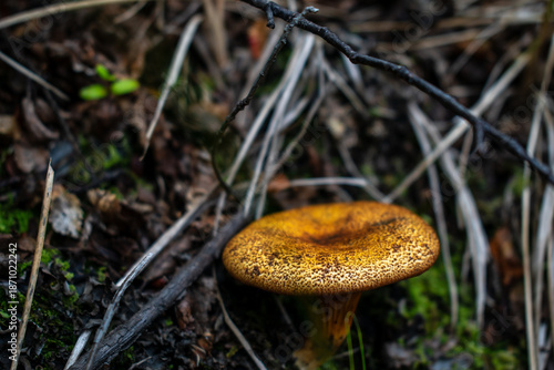 mushroom in the forest
