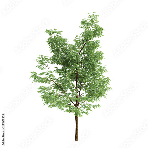 Robinia pseudoacacia trees 3d illustration on transparent background