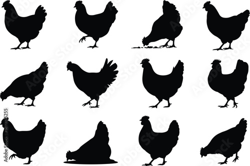 Twelve black chicken silhouettes in various poses on white background fowl poultry bird