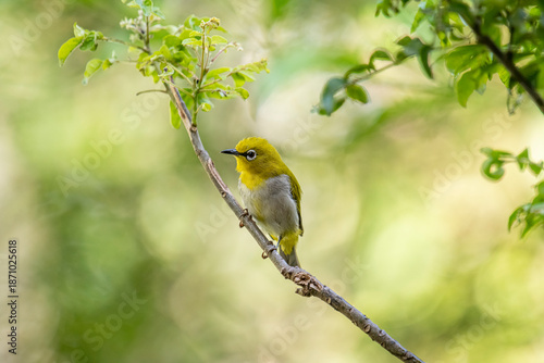 A small, yellow-green Indian white-eye bird with a distinctive white eye-ring perches on a thin branch. The blurred background is green foliage.