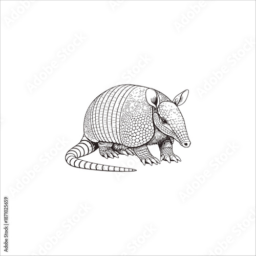 Armadillo hand drawn vintage vector illustration