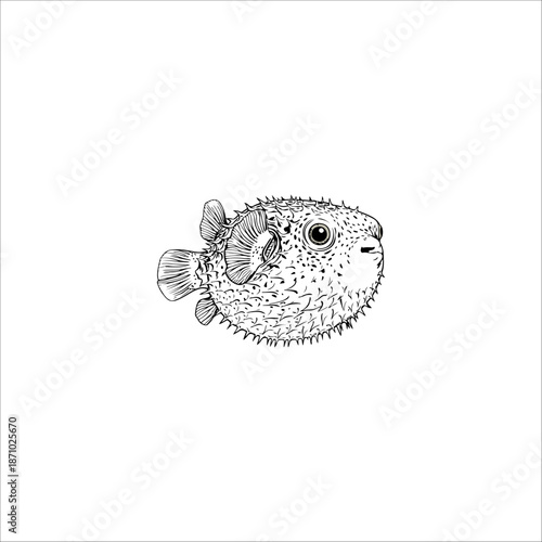 puffer fish sketch line art drawing artwork handmade illustration