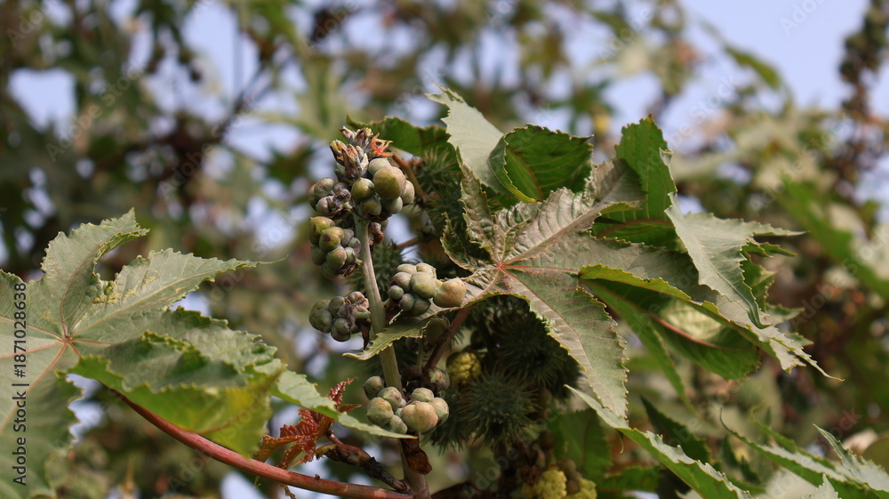 Naklejka premium Ricinus Communis plant with fruit and leaves.