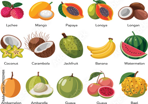 Exotic tropical fruits illustration set, mango papaya banana watermelon lychee coconut jackfruit kiwano guava cupuassu, isolated botanical food collection, vector