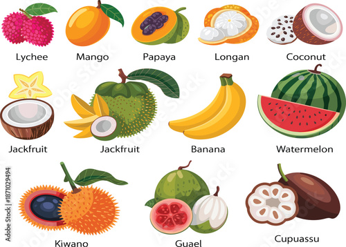 Exotic tropical fruits illustration set, mango papaya banana watermelon lychee coconut jackfruit kiwano guava cupuassu, isolated botanical food collection, vector