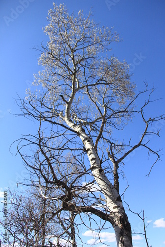 Spring Scenery in the Qu'Appelle Valley with the River, Hills and Trees