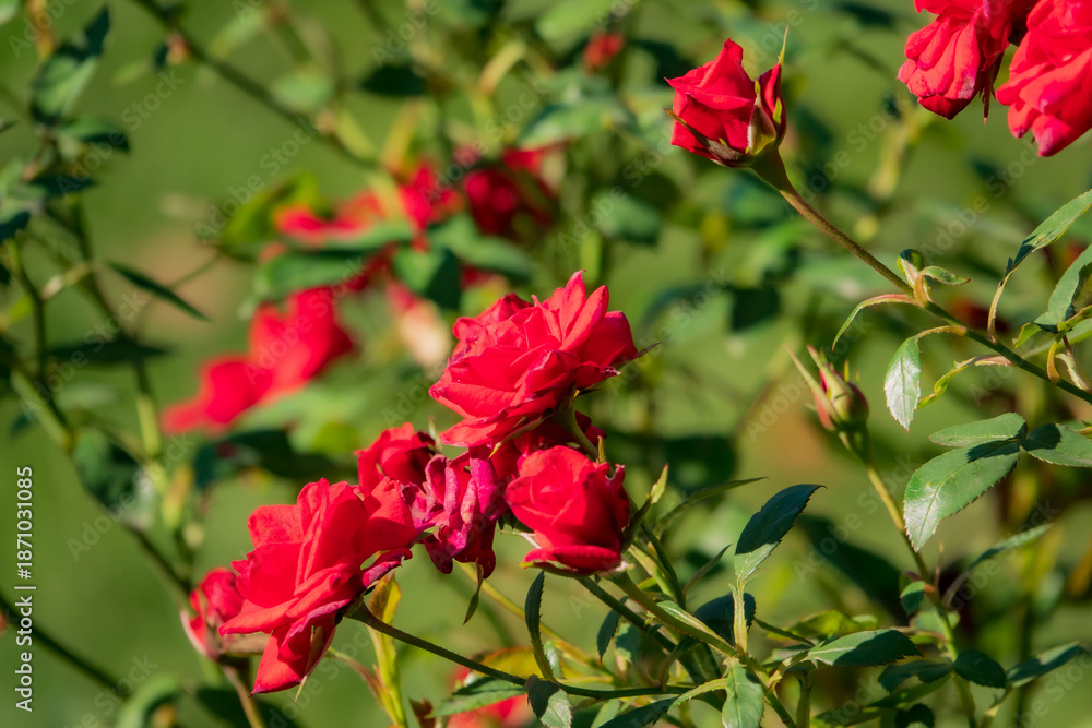 Obraz premium Bright red roses flourish in a lush garden, basking in golden sunlight, creating a cheerful scene