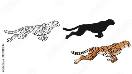 Set of three running cheetah illustrations outline drawing, black silhouette and realistic color drawing