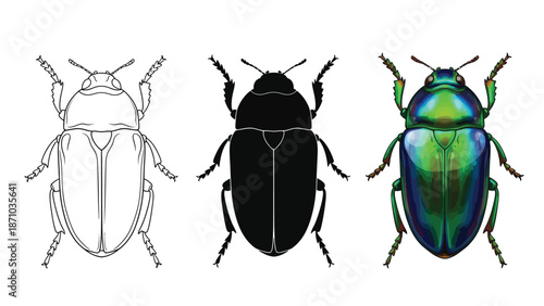 Set of three illustrations of a jewel beetle line art, silhouette and full color realistic rendering