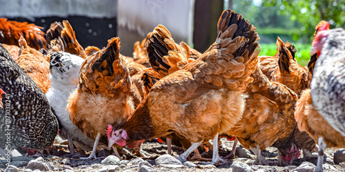 Chickens on traditional free range poultry farm © monticellllo