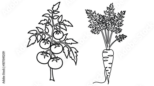 Simple botanical illustration of tomatoes on a vine and a bunch of carrots