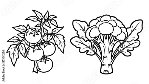 Simple line drawing of tomatoes and a head of cauliflower vegetables