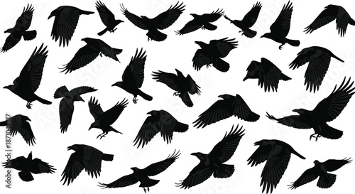 Flying raven and crow silhouette collection, dark bird wildlife poses, dramatic wings spread, black and white nature illustration set