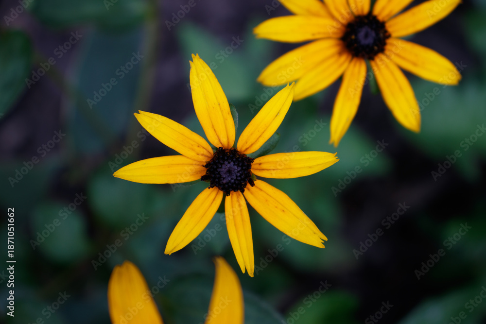 Fototapeta premium wild flower