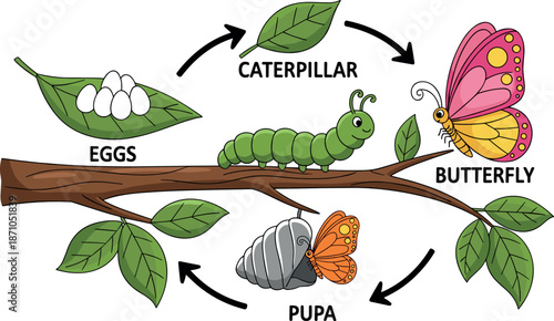 Butterfly life cycle vector illustration showing eggs, caterpillar, pupa and adult stages in educational flat cartoon style isolated on white background