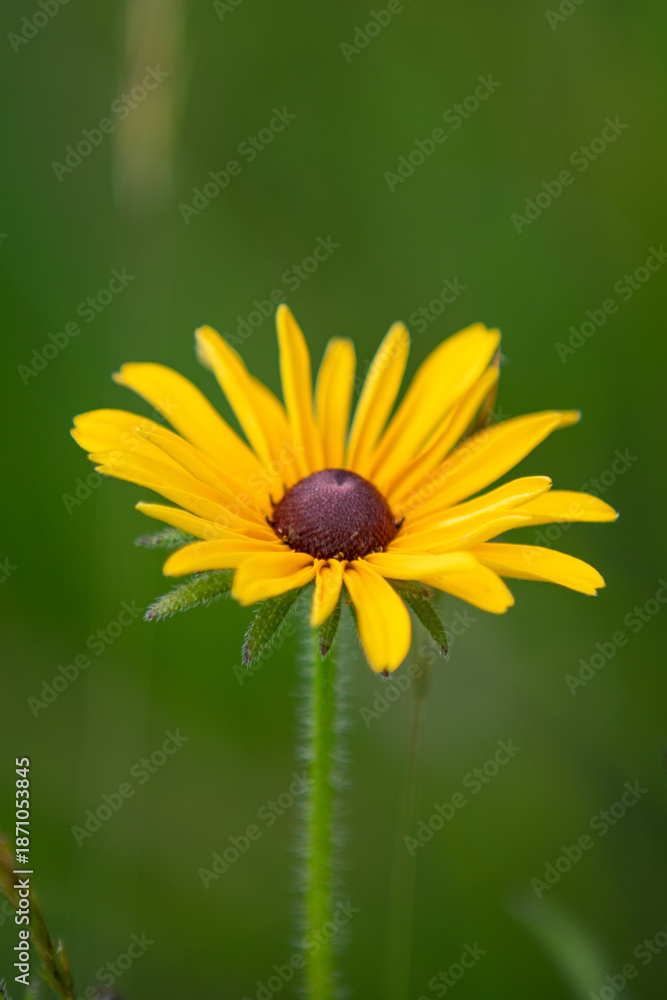 Obraz premium wild flower