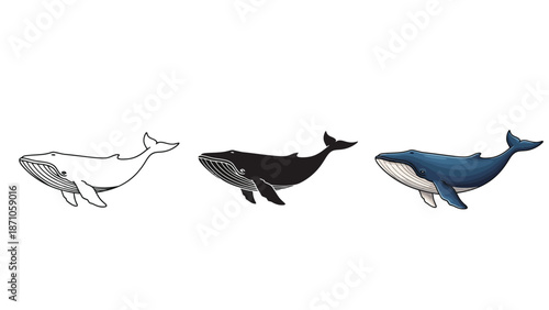 Set of three humpback whales outline sketch, solid black silhouette and detailed blue illustration