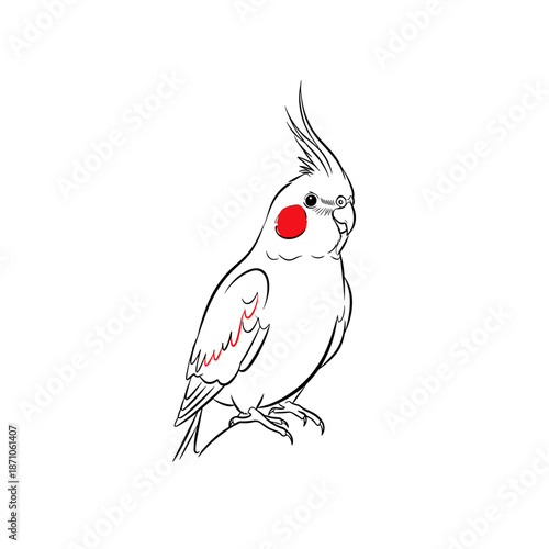 cockatiel vector illustration in minimalist flat style on white background. Used for pet birds and animal themes