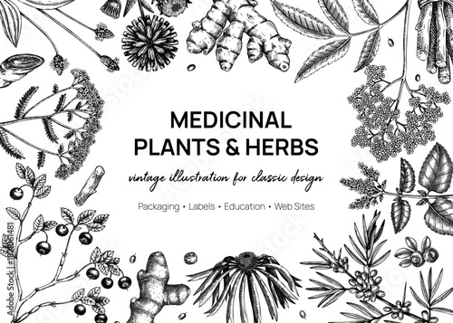 Medicinal plant background. Vector herbs, roots, berries hand drawn botanical illustrations. Vintage apothecary frame design. NOT AI generated 