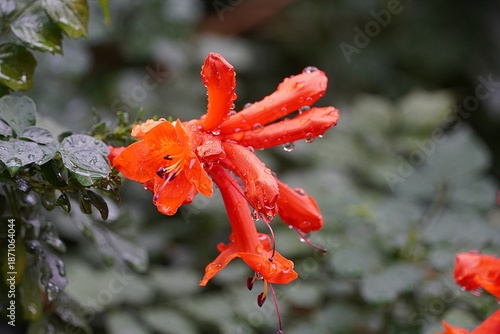 Cape honeysuckle, or Tecoma capensis wet orange flowers, after the rain