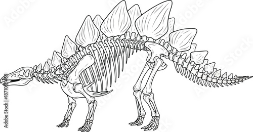 Stegosaurus dinosaur skeleton illustration side view.