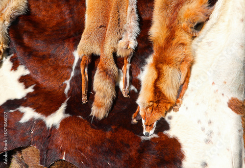 animal furs and a fox fur wrap showing the head detail against a cow skin rug background