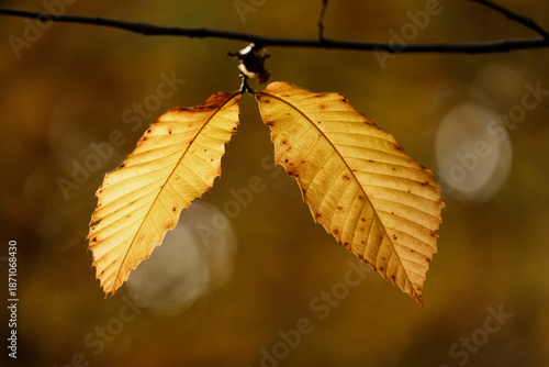Feuillage d'automne