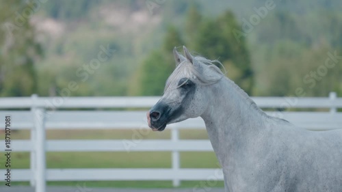 The beautiful arabian horse