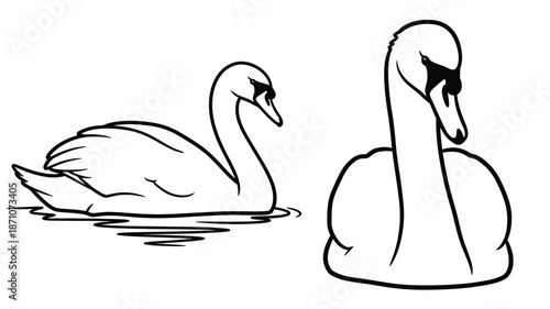 Two elegant swans gracefully swimming on a calm wavy water surface