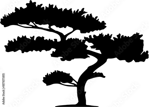 Silhouette of a pine bonsai tree isolated on white background