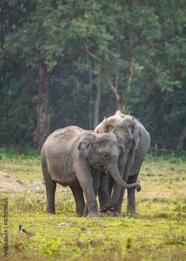 Fototapeta premium Elephant with baby 