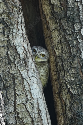 Spotted owls inhabit public parks in Thailand.