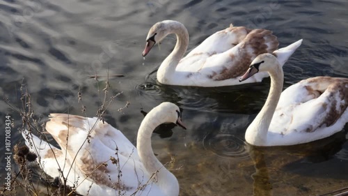 A flock of young swans on the pond.