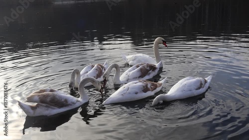 A flock of young swans on the pond.