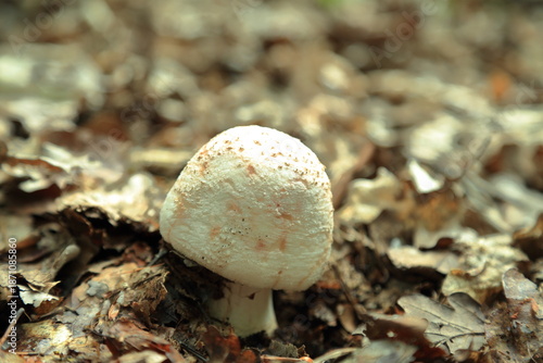 Young Amanita rubescens mushroom emerging on forest floor in soft autumn light