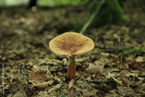 Adult Amanita rubescens mushroom standing alone on forest floor in woodland.