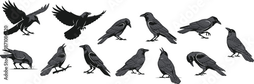 Set of black crow and raven silhouettes in various poses including flying, perched, and standing isolated on white background for design.
