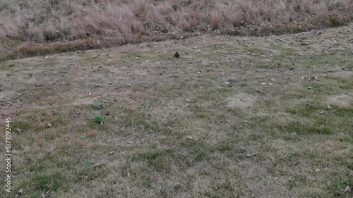 Neglected Withered Grassland in Autumn