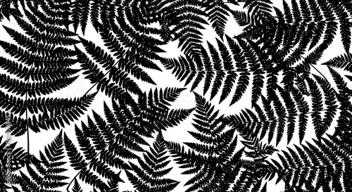 Black and White Fern Fronds Pattern.