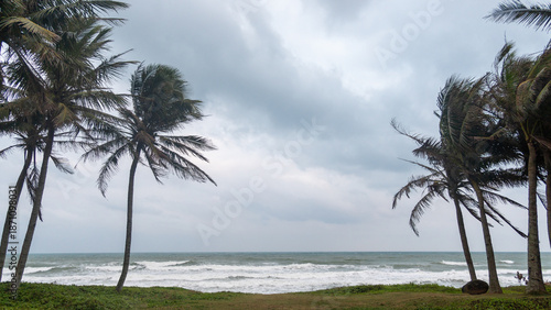 palm tree on the beach