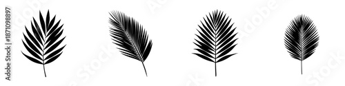Collection of palm leaves arranged in different styles on a white