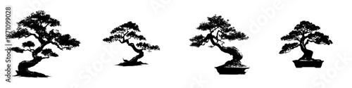 Different types of bonsai trees showing various shapes and styles